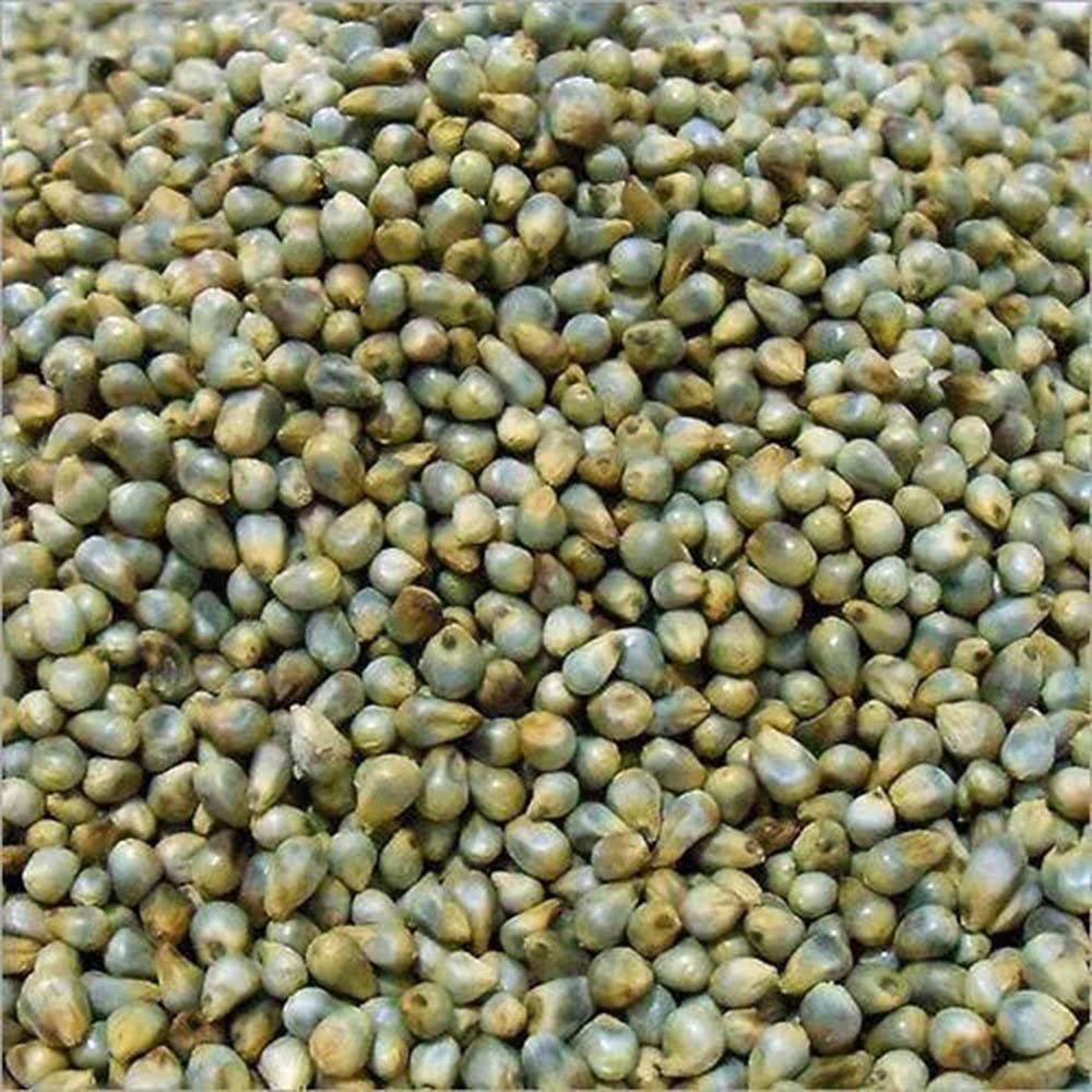 Pearl Millets (Bajra)