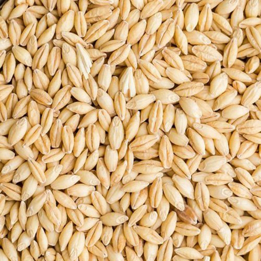 barley-grain