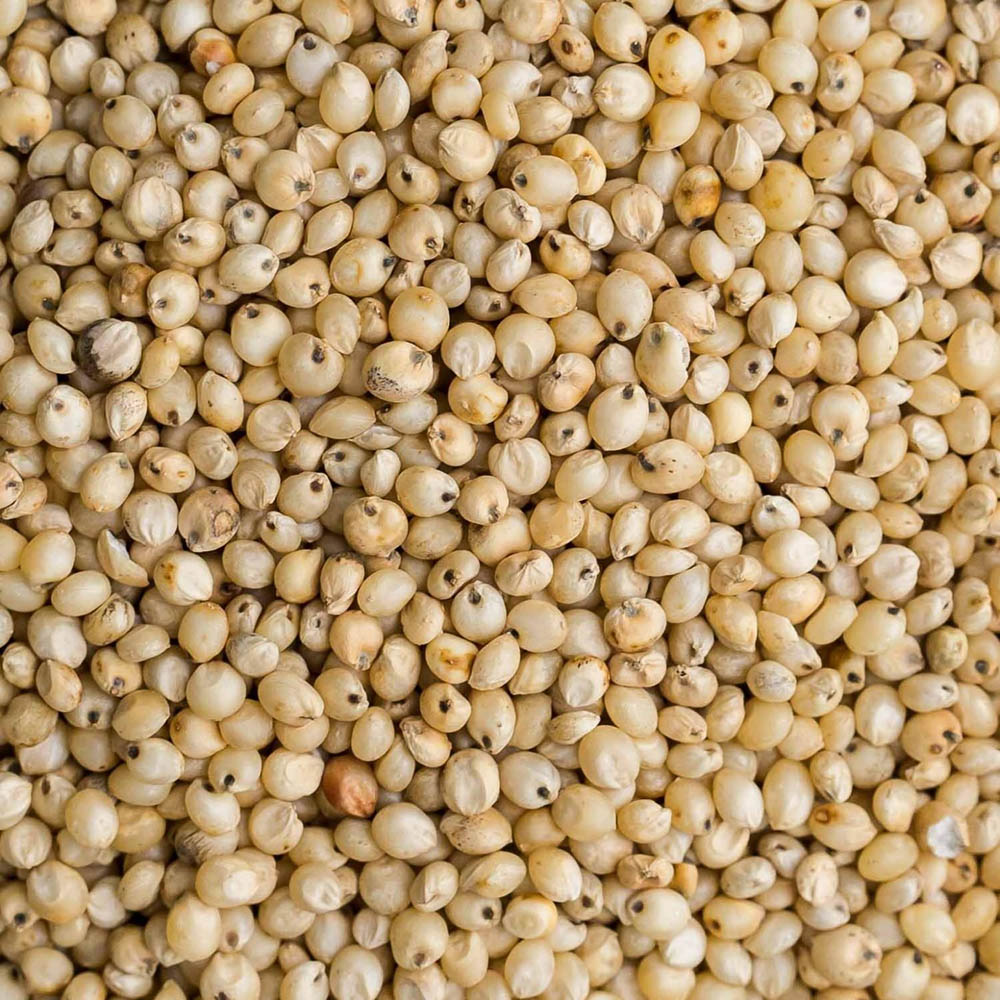 sorghum-jowar-millet-seed